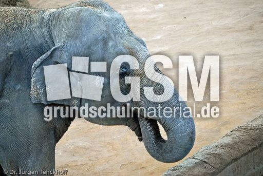 Asiatischer Elefant (8 von 21).jpg